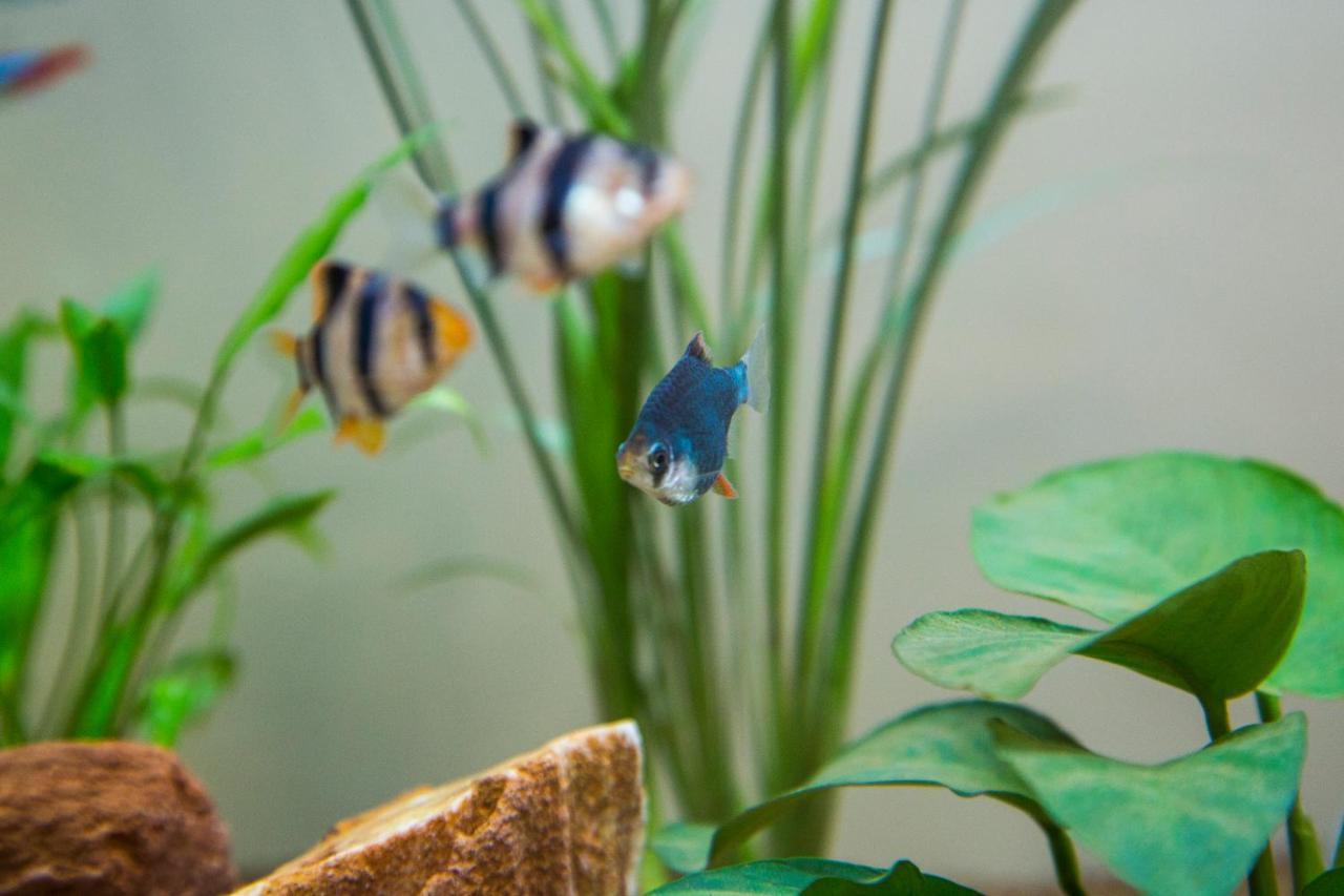 B&B Aquarium San Benedetto del Tronto Luaran gambar
