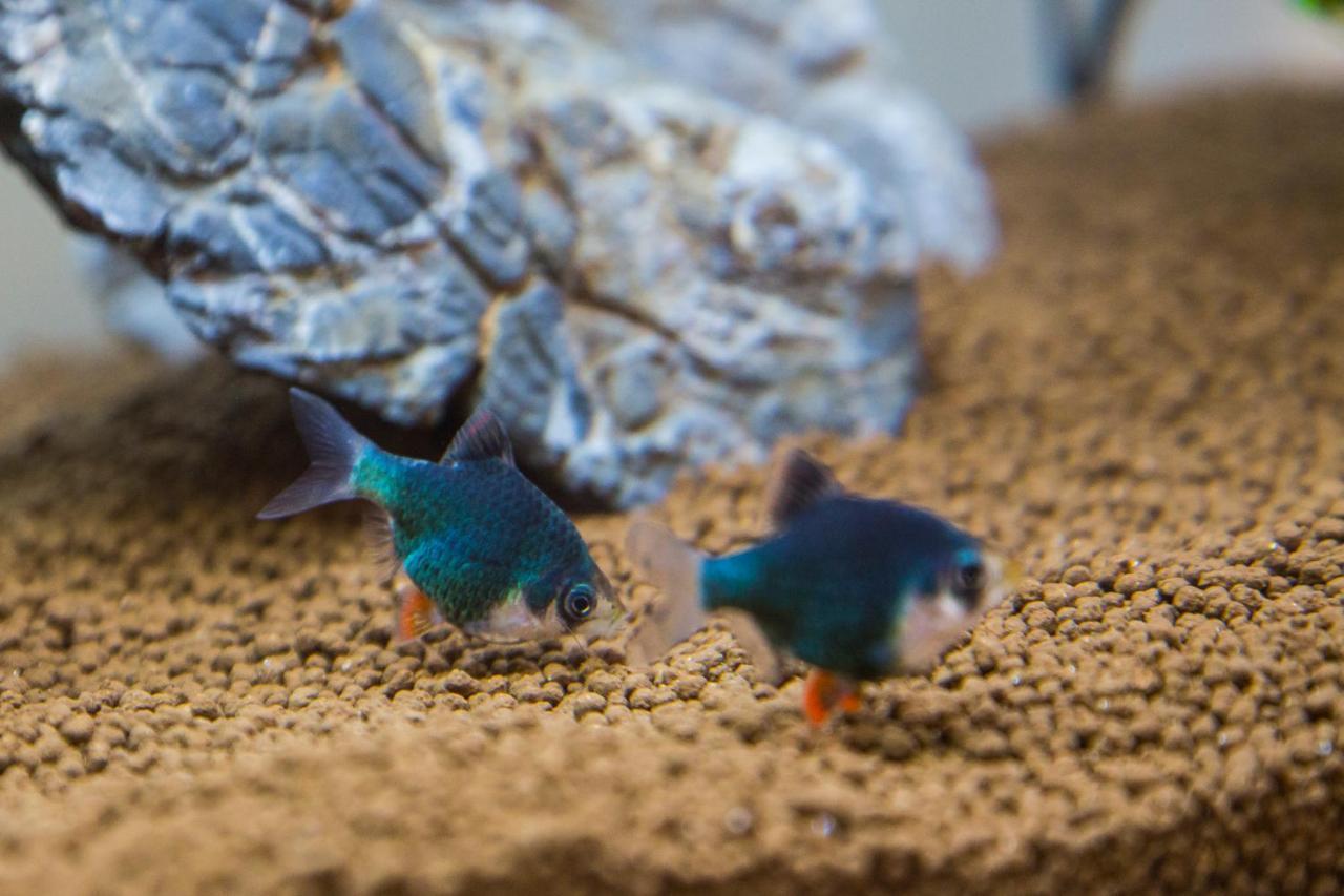B&B Aquarium San Benedetto del Tronto Luaran gambar